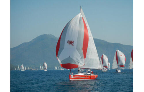 Salona 41 Wild Bee